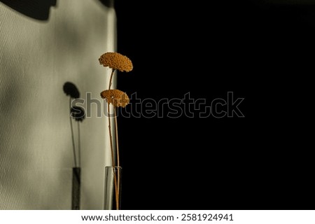 Similar – Image, Stock Photo Floral shadow play on room wall with texture wallpaper