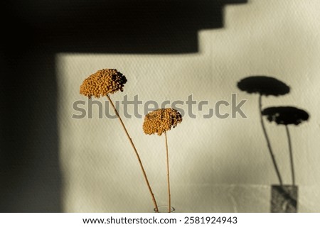Similar – Image, Stock Photo Floral shadow play on room wall with texture wallpaper
