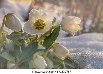 Flowers In Winter, A Flowering Hellebore (Helleborus Niger) In The Snow In Sunlight