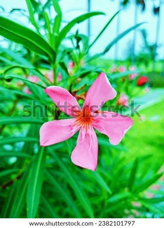 flowers winter pink  green background