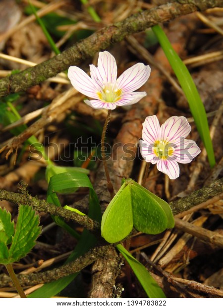 Flowers Wood Sorrel Oxalis Acetosella Photo De Stock Modifiable