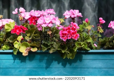 Flowers in a wooden pot decorating a window. Selective focus. High quality photo