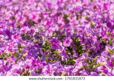 Flowers in Yanbu flower show, The Yanbu Flower Festival is one of the biggest festivals in Saudi Arabia. In the 2017 edition of it they managed to make the largest carpet of flowers/plants