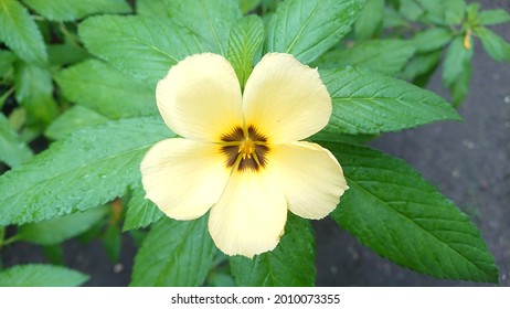 White Flowers in the Middle of Green Leaves Images, Stock Photos 