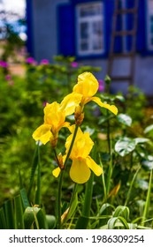 Flowers Yellow Irises On A Flower Bed Close Up