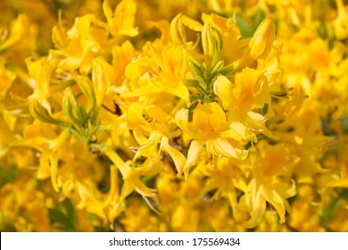 Flowers Yellow Rhododendron 