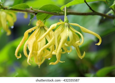 Flowers Ylang-Ylang, for the manufacture of essential oil for perfumes, from Thailand.
