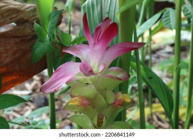 The Flowers Of The Zingiberaceae Plant Are Pink