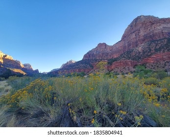 Flowers In Zion National Park, Utah