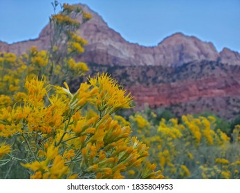 Flowers In Zion National Park, Utah