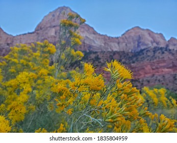 Flowers In Zion National Park, Utah