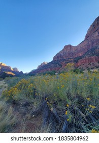 Flowers In Zion National Park, Utah