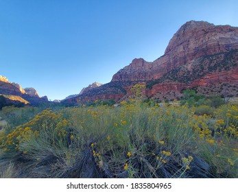 Flowers In Zion National Park, Utah