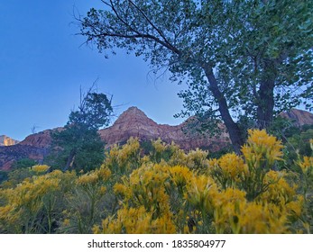 Flowers In Zion National Park, Utah