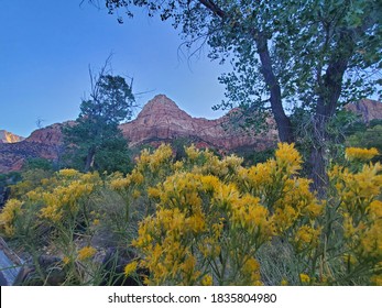 Flowers In Zion National Park, Utah