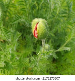 Flowers-bud Of Red Poppy (lat. Papaver Rhoeas) In The Backyard Garden, Flower Garden.