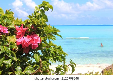 A Flowery Bush In Front Of Matira Beach 