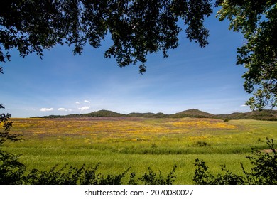 Flowery Field In Cerveteri Italy