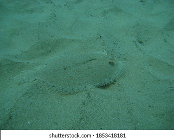 A Flowery Flounder hides in the sand.