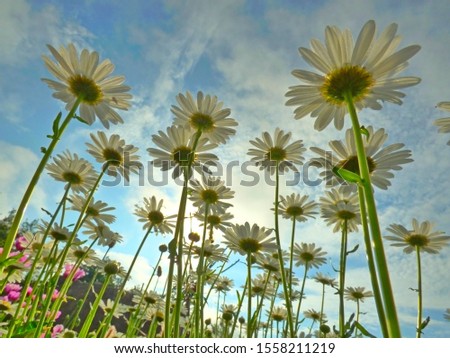 Similar – Gänseblümchen-Wald Blume