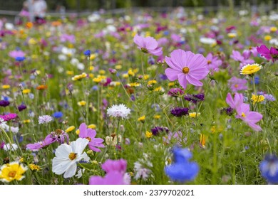 A flowery meadow. Many wild flowers in bloom in a field. Concept for spring, springtime, environment, horticulture, blooming, summer,wild nature, park and climate change.