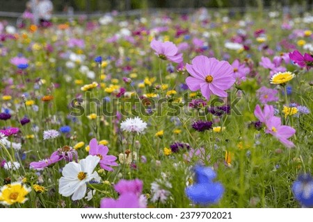 A flowery meadow. Many wild flowers in bloom in a field. Concept for spring, springtime, environment, horticulture, blooming, summer,wild nature, park and climate change.