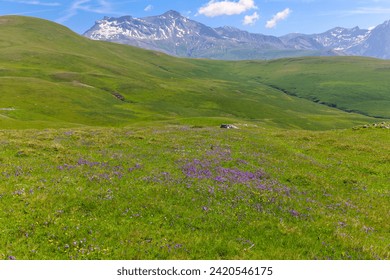 
						flowery meadows and alpine peaks on the Emparis plateau, a plateau located at an altitude of more than 2,000 m in the French departments of Isère and Hautes-Alpes in the Arves massif in the Alps
