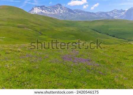 
flowery meadows and alpine peaks on the Emparis plateau, a plateau located at an altitude of more than 2,000 m in the French departments of Isère and Hautes-Alpes in the Arves massif in the Alps
