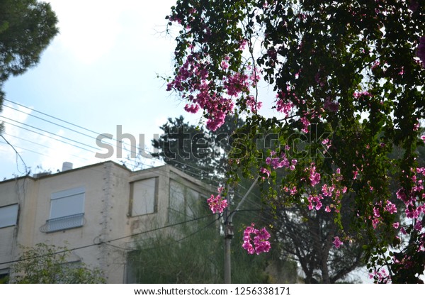 Flowery tree and houses in Haifa\
Ahuza district on Mt. Carmel, close to Carmel center\
ISRAEL