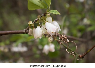 Flowery Vines