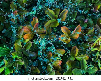 Flowery Vines Growing Around The Leaves.