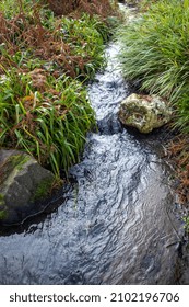 Flowing Brook In The Forest