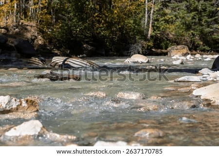 Flowing fall river near Guanella Pass