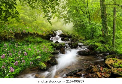 Flowing forest stream water. Forest stream water - Powered by Shutterstock