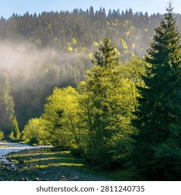 A flowing mountain river bordered by lush green deciduous and evergreen pine trees