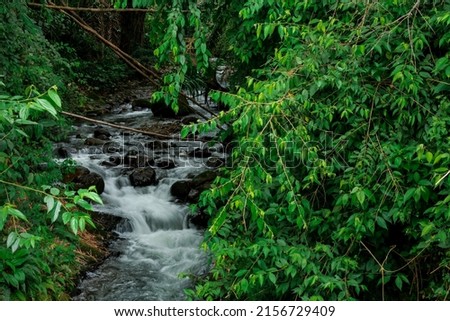 Flowing river in the jungle, small waterfall in a rainforest surrounded by green trees. Spirituality, tranquility and ecofriendly concept.