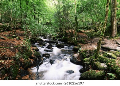A flowing river surrounded by dense trees