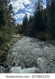 Flowing river through dense forest