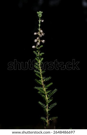 Flowor in front of black Background