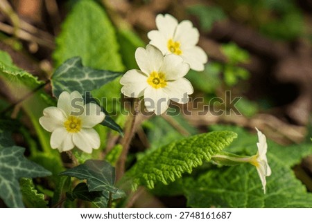 A flowring Primrose in early spring