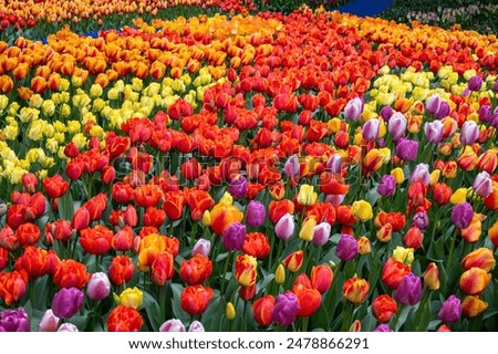 Flows of vibrant color in a spring demonstration garden, tulip bulbs planted closely to provide a mass of color and energy, tulip flowers blooming in yellow, orange, red, pink, purple, and white
