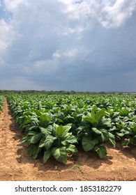 A Flue Cured Virginia Tobacco Crop Waits For Rain