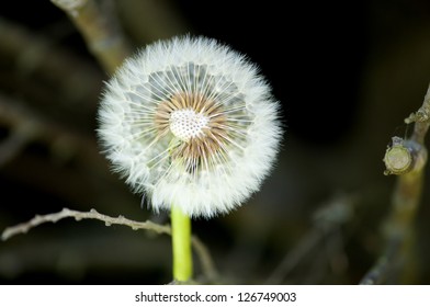 a fluff of the dandelion