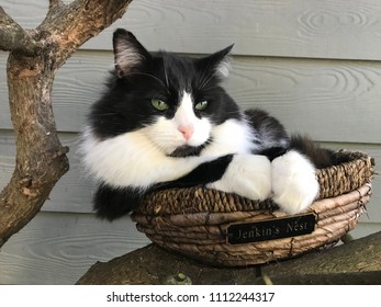 tuxedo ragdoll