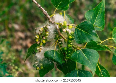 Fluff On White Poplar Tree Closeup