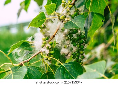 fluff on white poplar tree closeup - Shutterstock ID 2157153347