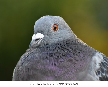 Fluffed Up Cute Feral Pigeon 