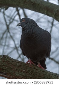 Fluffed feathers keep the cold at bay as this bird waits out the winter chill