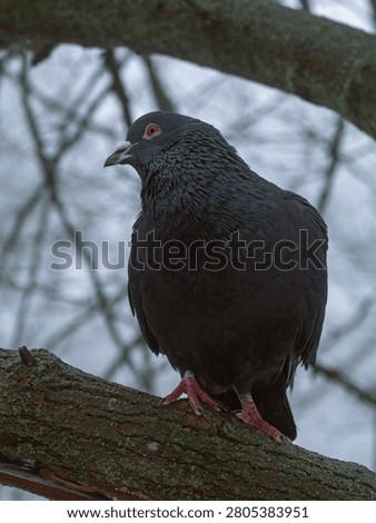 Fluffed feathers keep the cold at bay as this bird waits out the winter chill