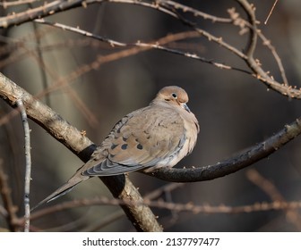 Fluffed up Mourning Dove sunning in tree